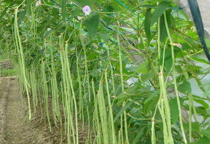 有機(jī)肥用于蔬菜種植